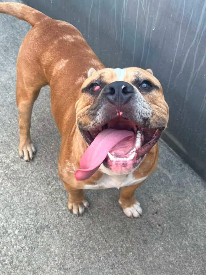 Gavin, Adoptable, Adult Male Pit Bull Terrier.