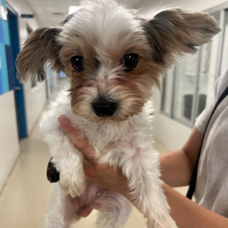 Zoey (ID 51269/1409), adopted, Adult Female Yorkshire Terrier.