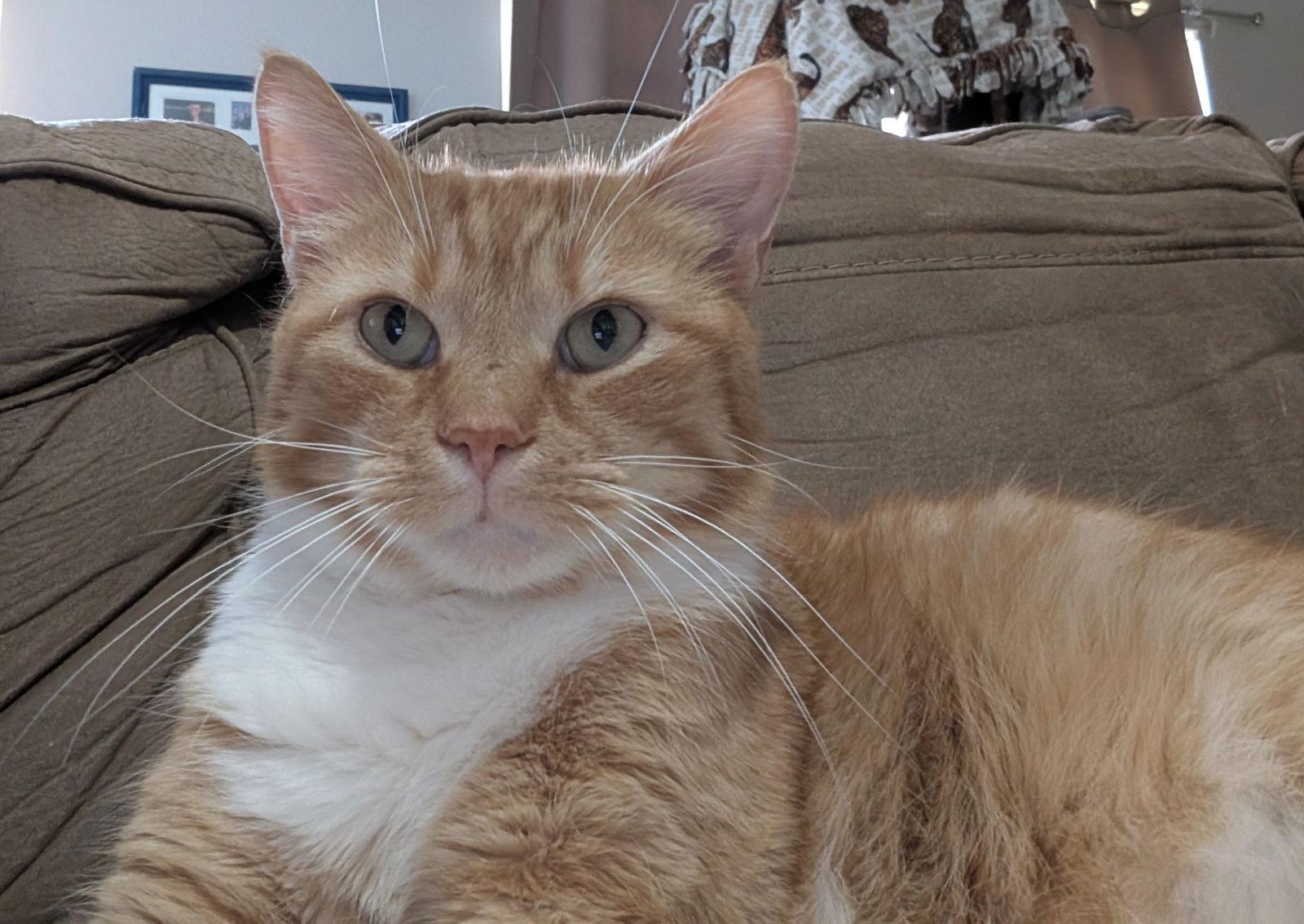 Enlarge Pringle (TSNP), a Adoptable Domestic Short Hair in Cincinnati, OH image 2/3