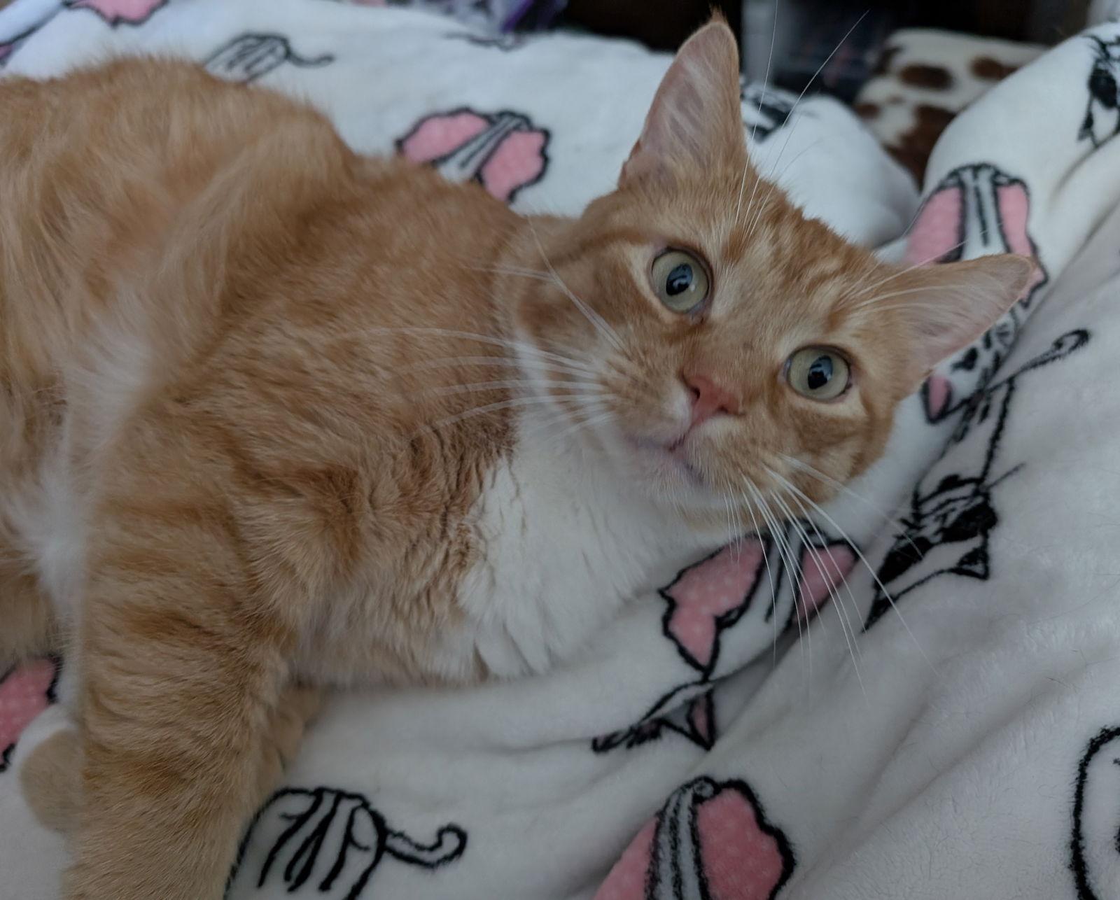 Enlarge Pringle (TSNP), a Adoptable mixed breed in Cincinnati, OH image 3/3