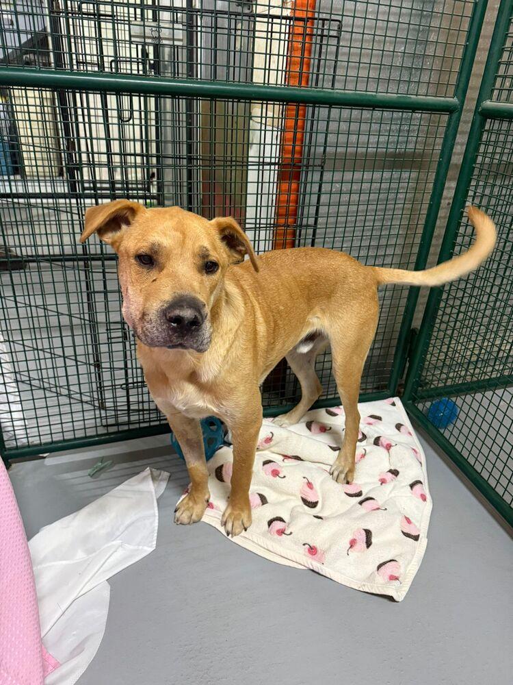Gravy, Adoptable, Adult Male Labrador Retriever & Black Mouth Cur.