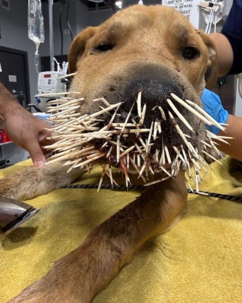 Enlarge Gravy, a Adoptable mixed breed in Calgary, AB image 2/4