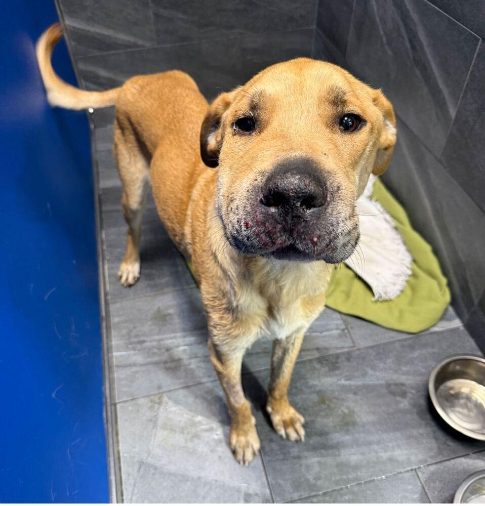 Enlarge Gravy, a Adoptable mixed breed in Calgary, AB image 3/4