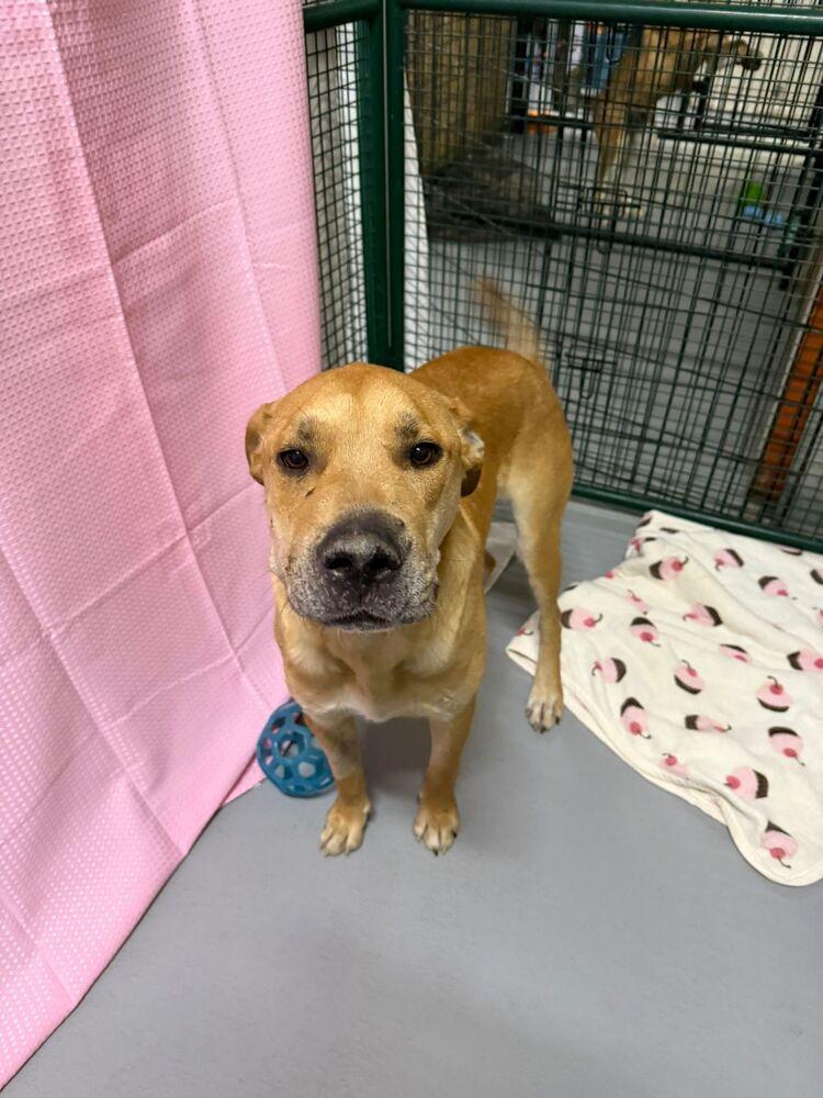 Enlarge Gravy, a Adoptable mixed breed in Calgary, AB image 4/4