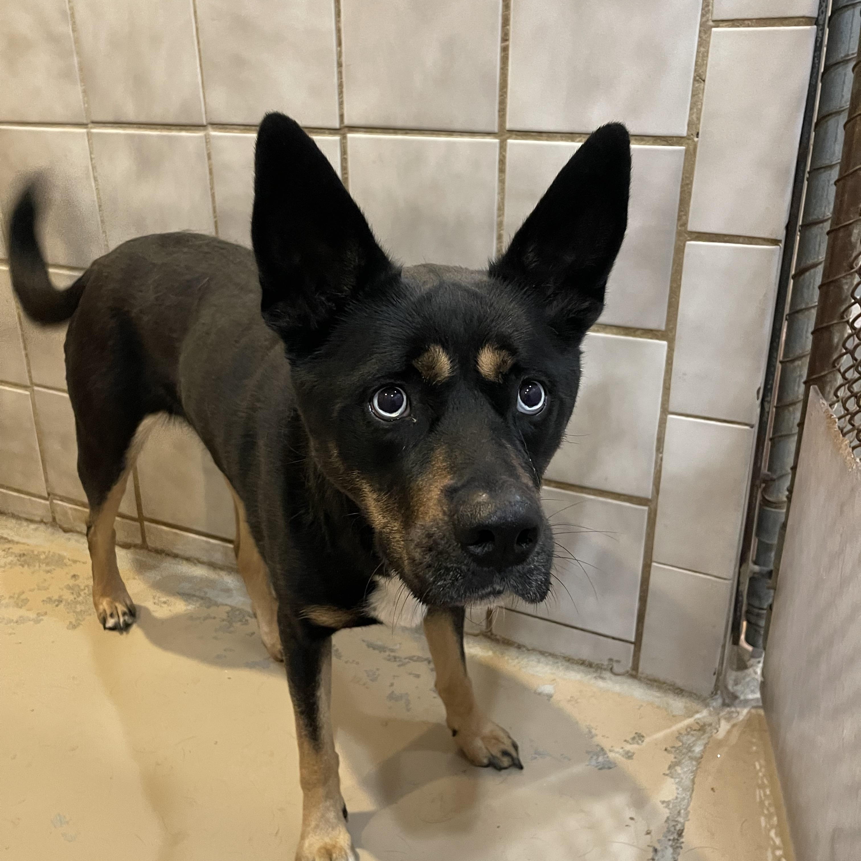 Enlarge Diamond, a Adoptable mixed breed in North Kansas City, MO image 3/3