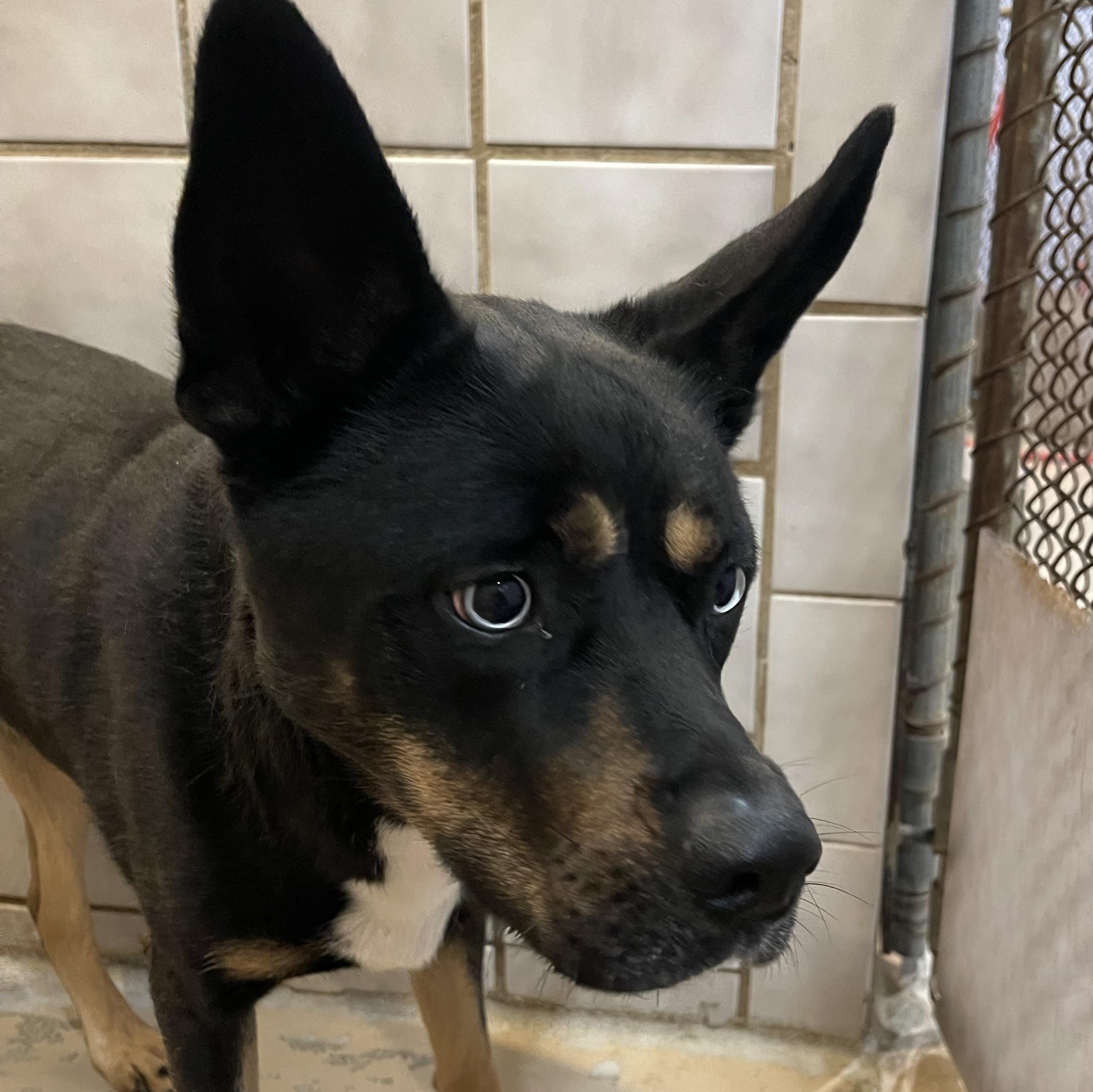 Diamond, Adoptable, Young Female Husky & Rottweiler.