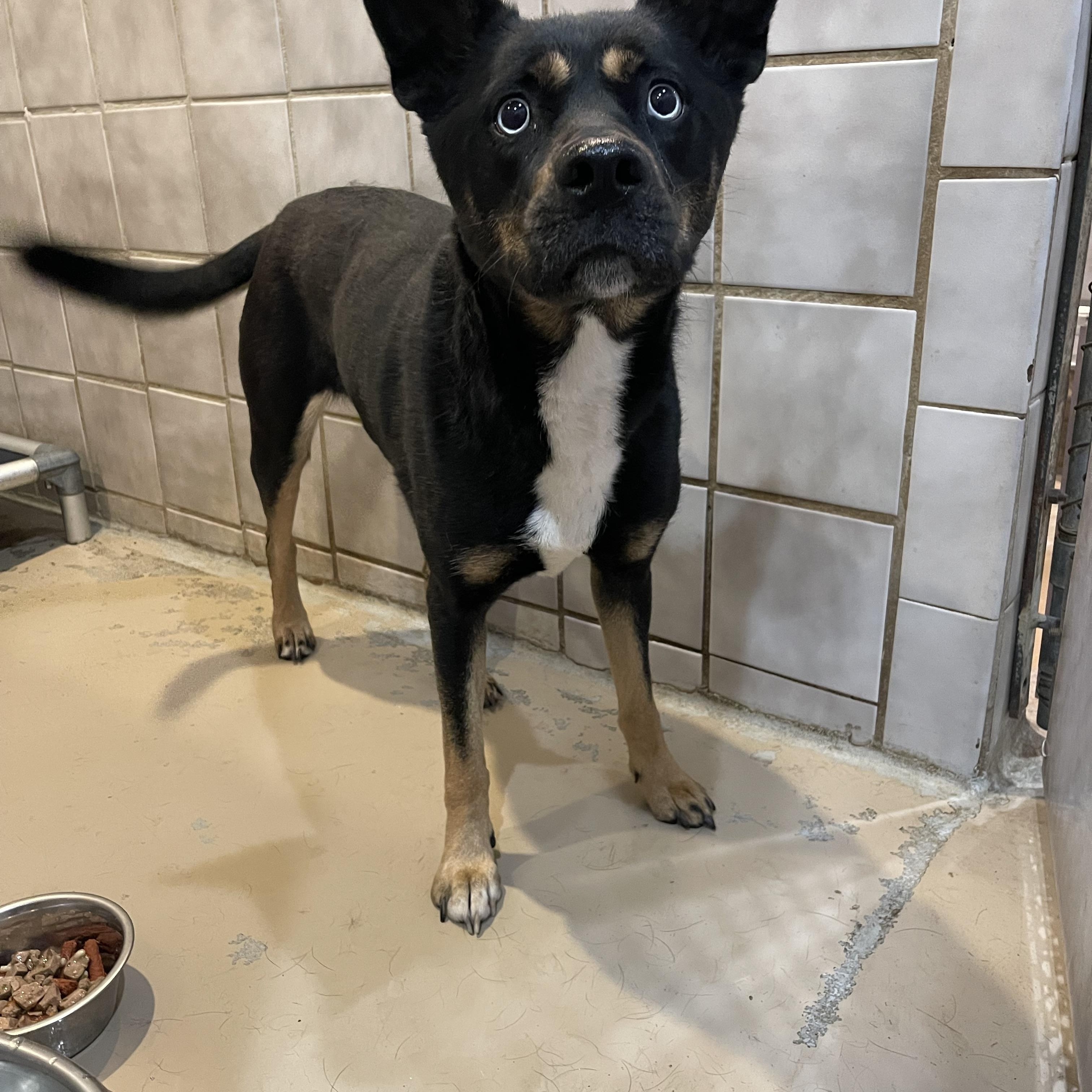 Enlarge Diamond, a Adoptable mixed breed in North Kansas City, MO image 2/3