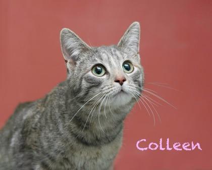 Colleen, Adoptable, Adult Female Domestic Short Hair & Domestic Short Hair.