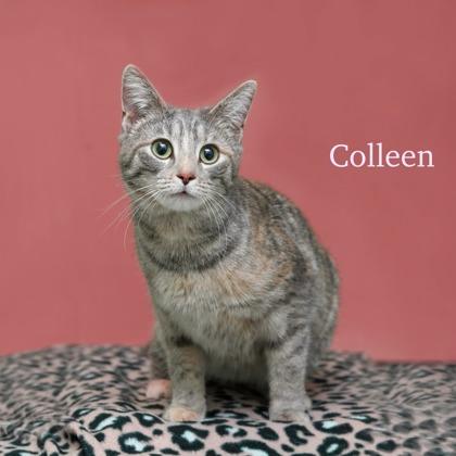 Enlarge Colleen, a Adoptable mixed breed in Parma, OH image 2/2