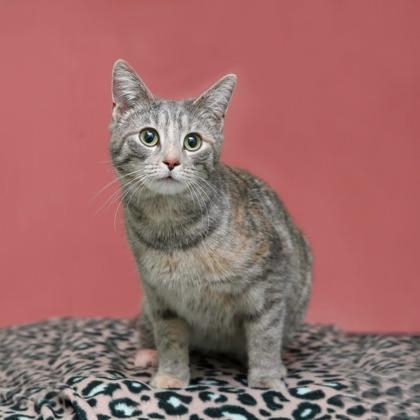 Enlarge Colleen, a Adoptable mixed breed in Parma, OH image 1/1