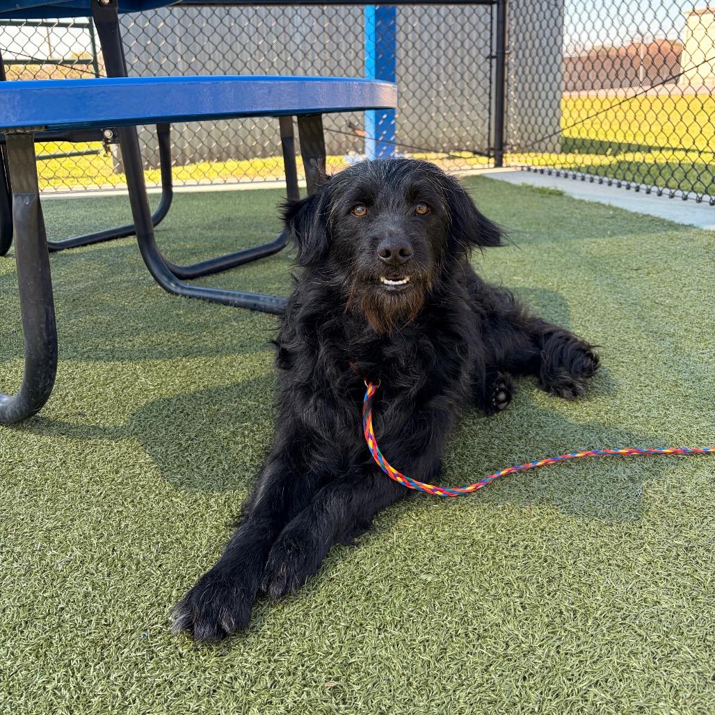 Enlarge Prince Martin, a Adoptable mixed breed in Cedar Creek, TX image 1/6