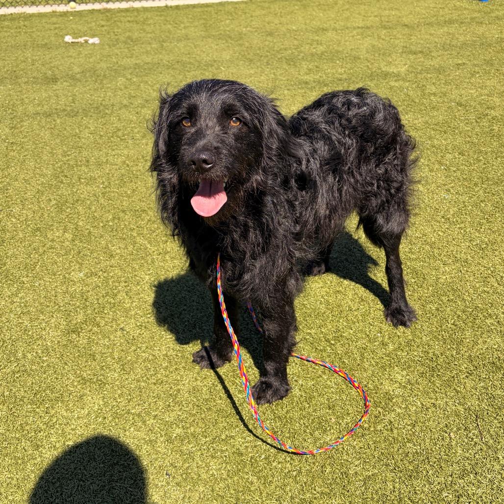 Enlarge Prince Martin, a Adoptable mixed breed in Cedar Creek, TX image 2/6