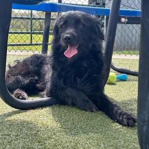 Enlarge Prince Martin, a Adoptable mixed breed in Cedar Creek, TX image 3/6
