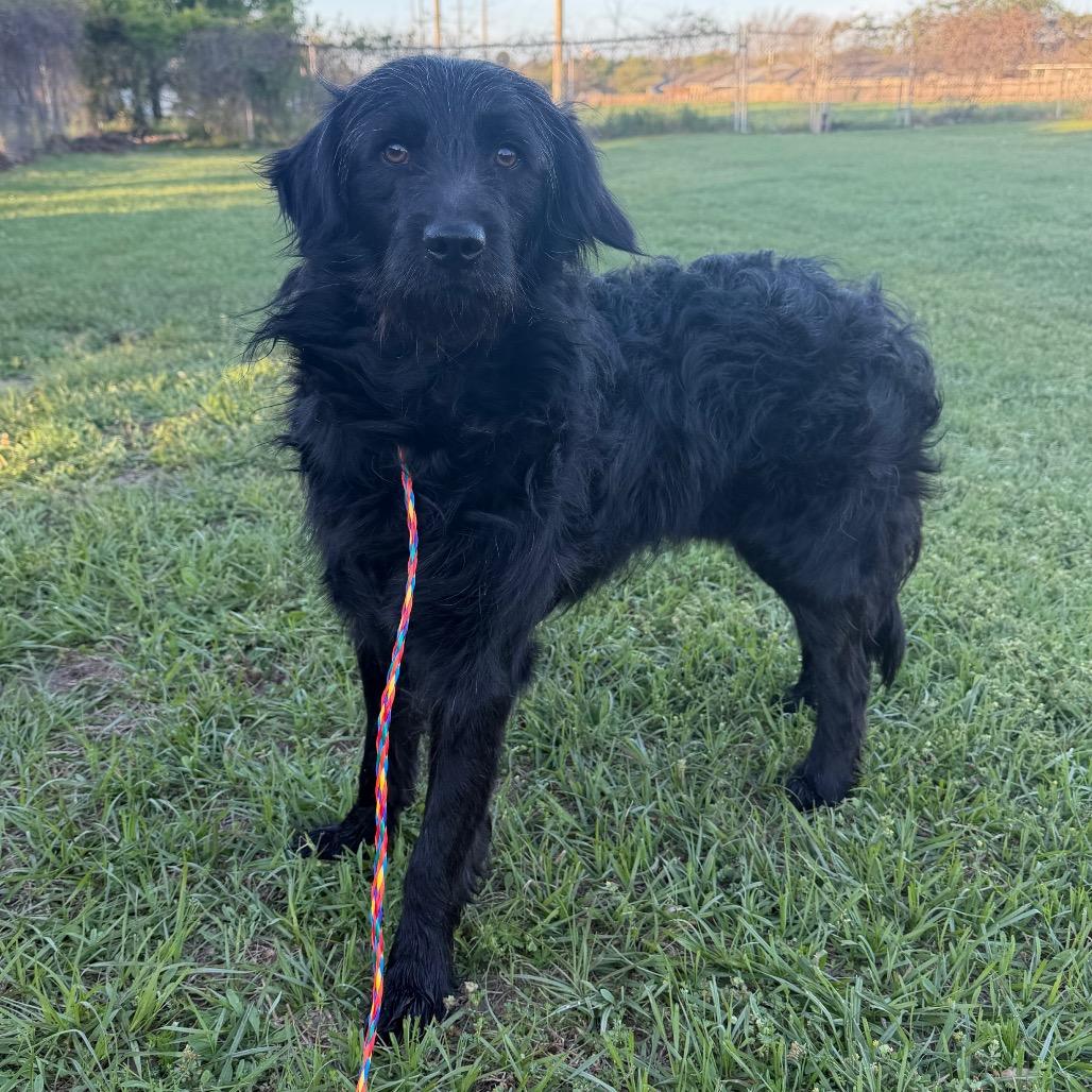 Enlarge Prince Martin, a Adoptable mixed breed in Cedar Creek, TX image 4/6
