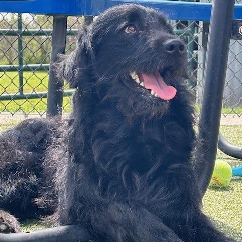Enlarge Prince Martin, a Adoptable mixed breed in Cedar Creek, TX image 5/6