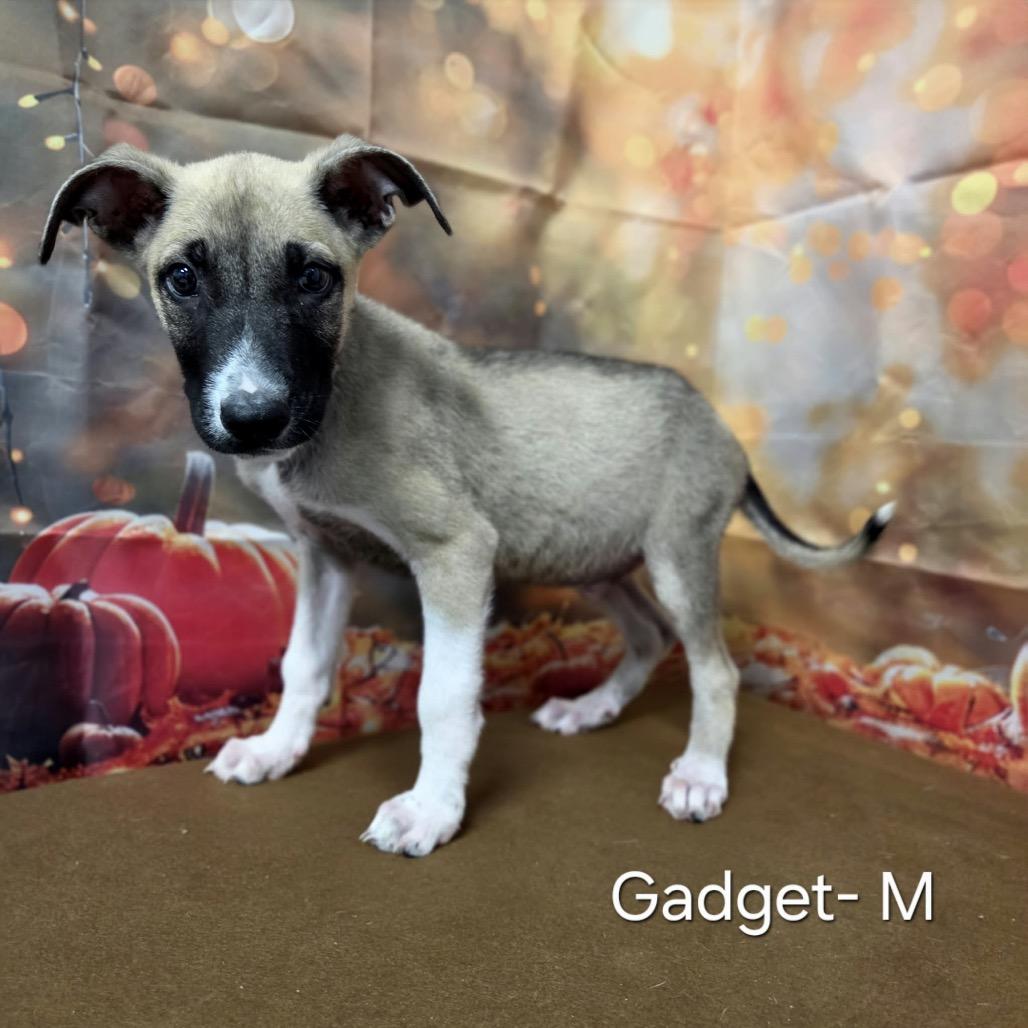 Gadget, Adoptable, Puppy Male Shepherd & Mixed Breed.