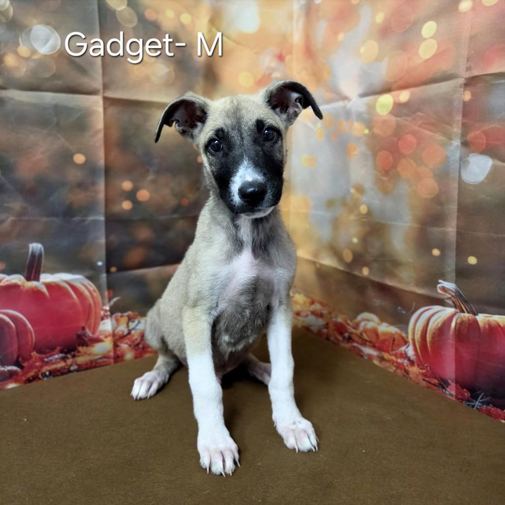 Enlarge Gadget, a Adoptable mixed breed in Griswold, CT image 2/2