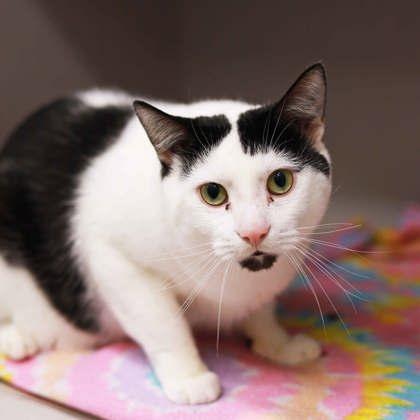 Sabo, Adoptable, Adult Male Domestic Short Hair.