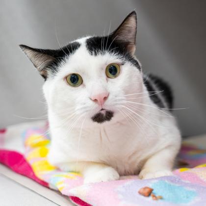 Sabo, a Adoptable mixed breed in Atlanta, GA image 3/3