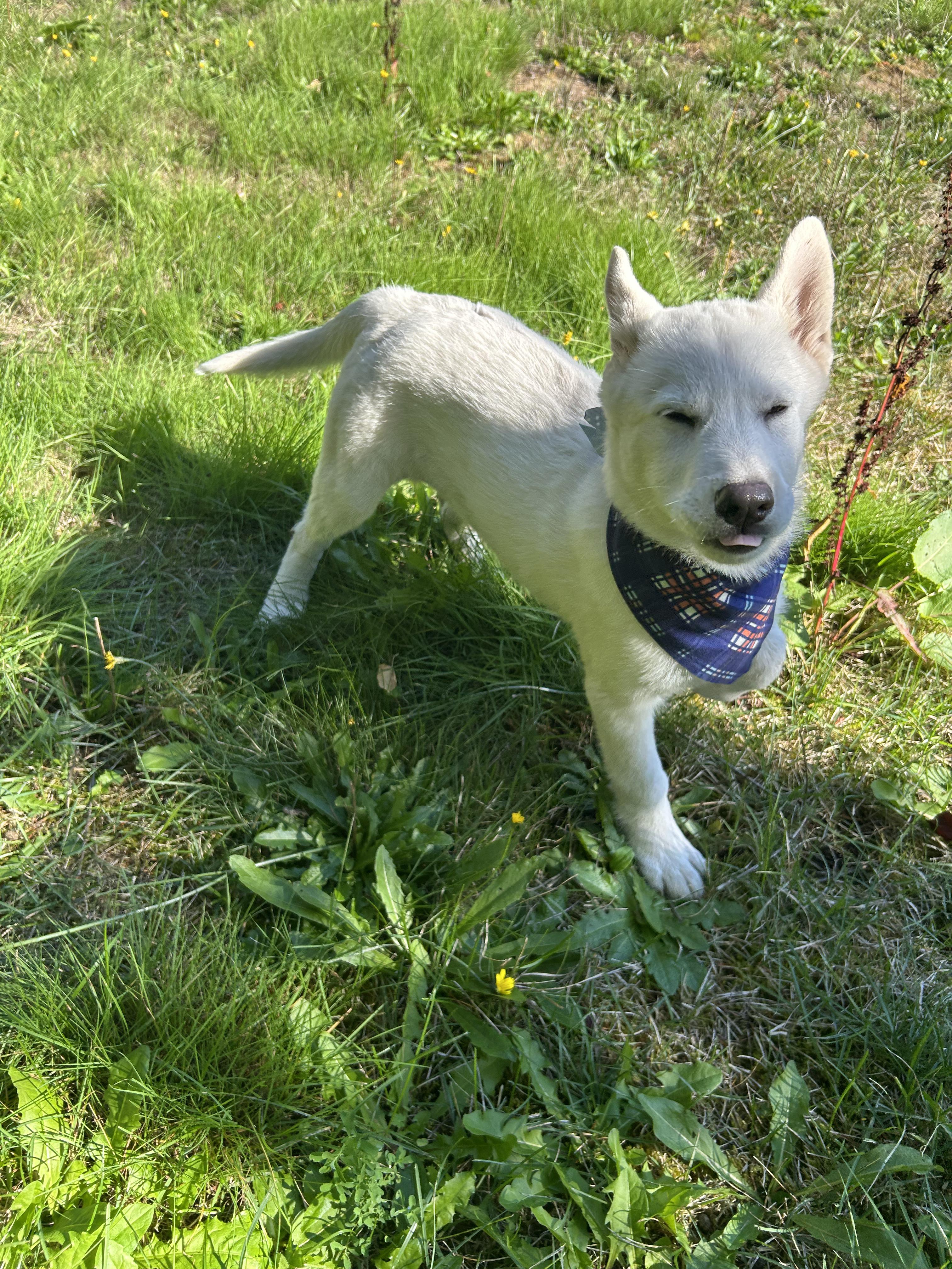 Enlarge Snowball, a Adoptable mixed breed in Vancouver, WA image 3/4
