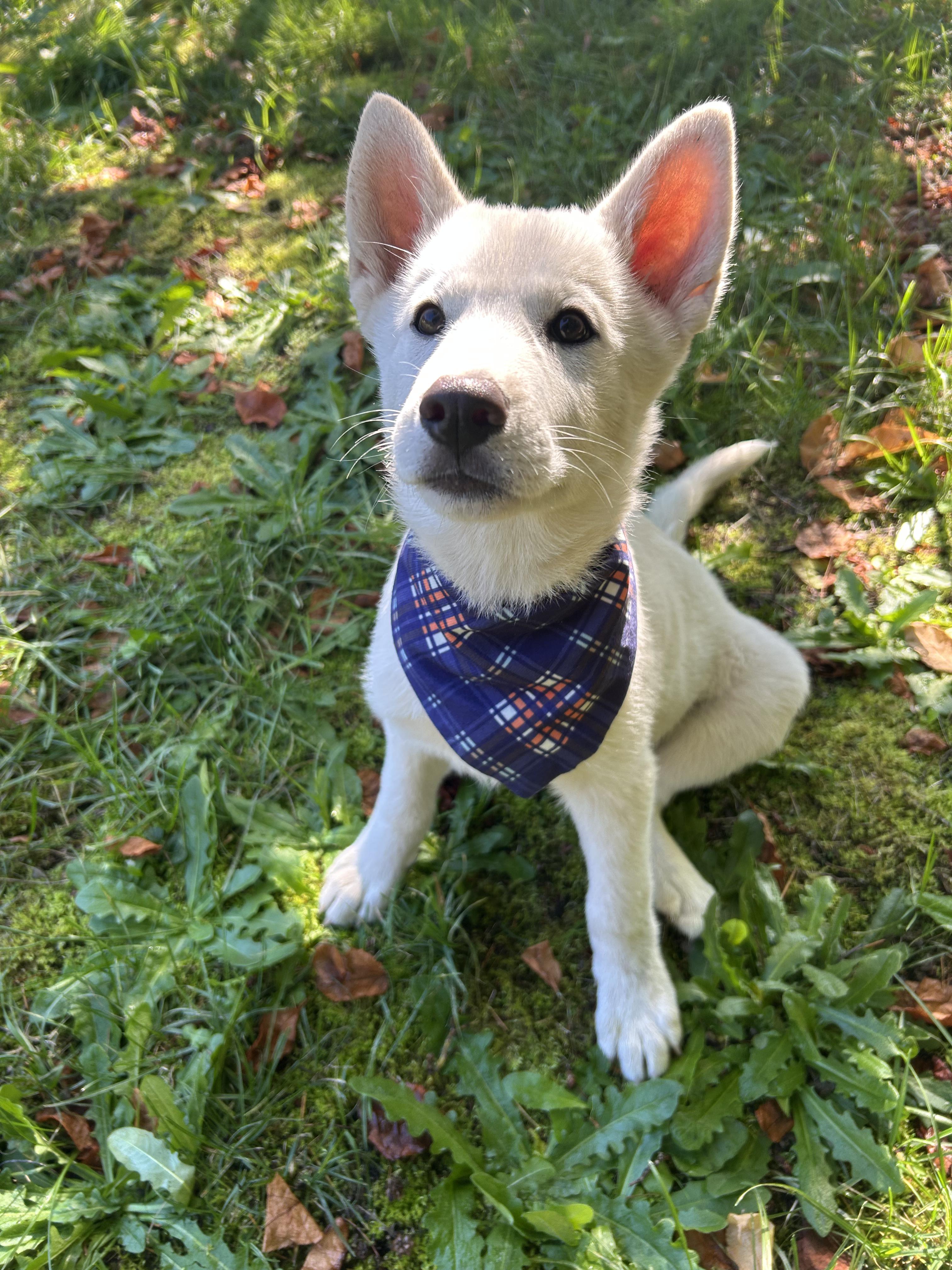 Snowball, Adoptable, Puppy Female Shiba Inu.