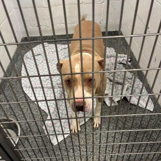 Gertie, Adoptable, Adult Female Mixed Breed.