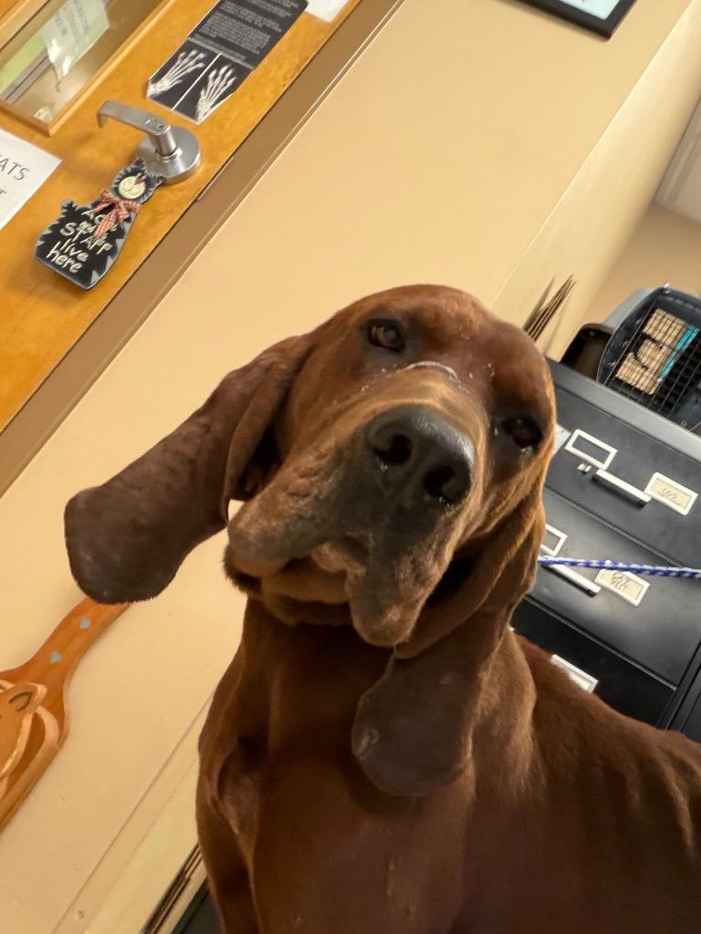 Lars, Adoptable, Adult Male Redbone Coonhound & Hound.