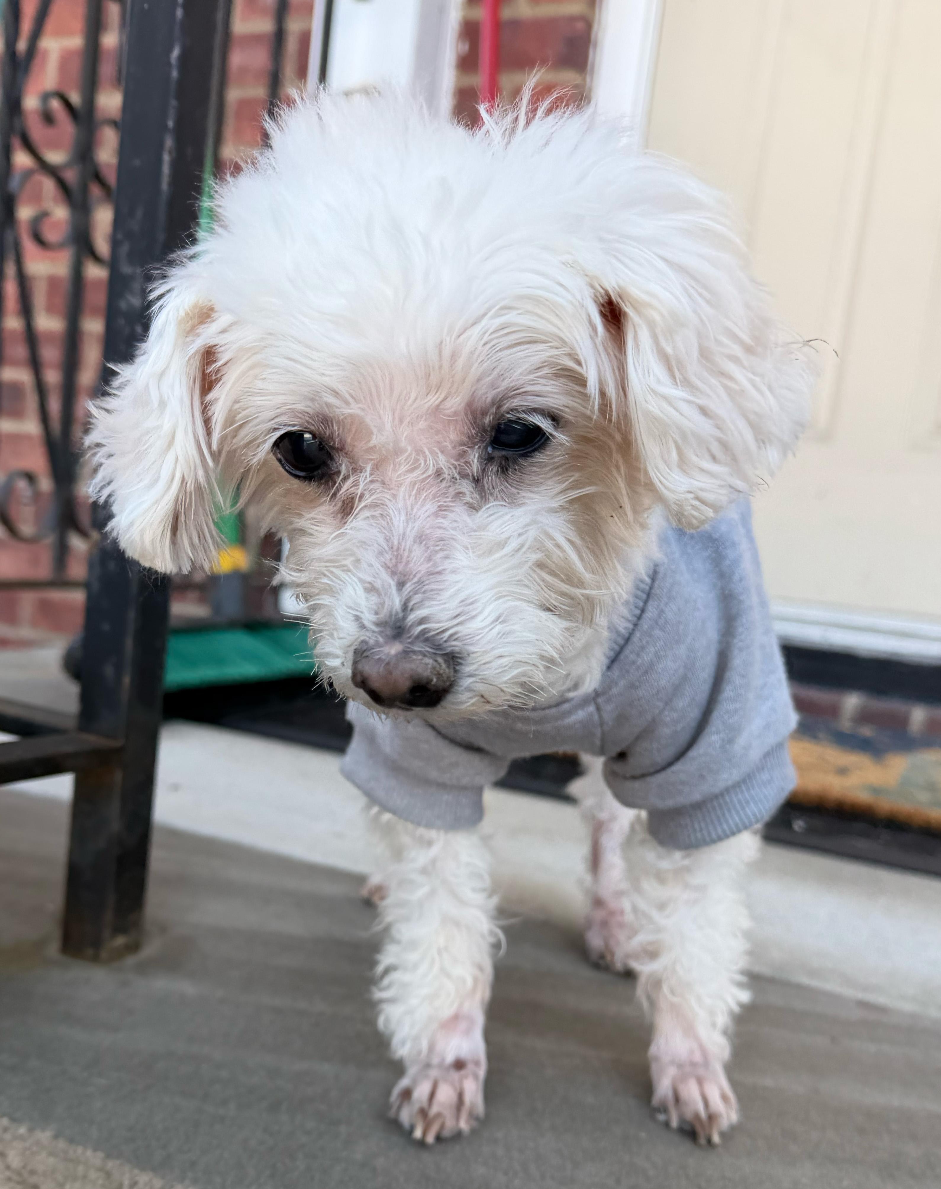 Enlarge Sophie, a ADOPTABLE mixed breed in Closter, NJ image 3/4