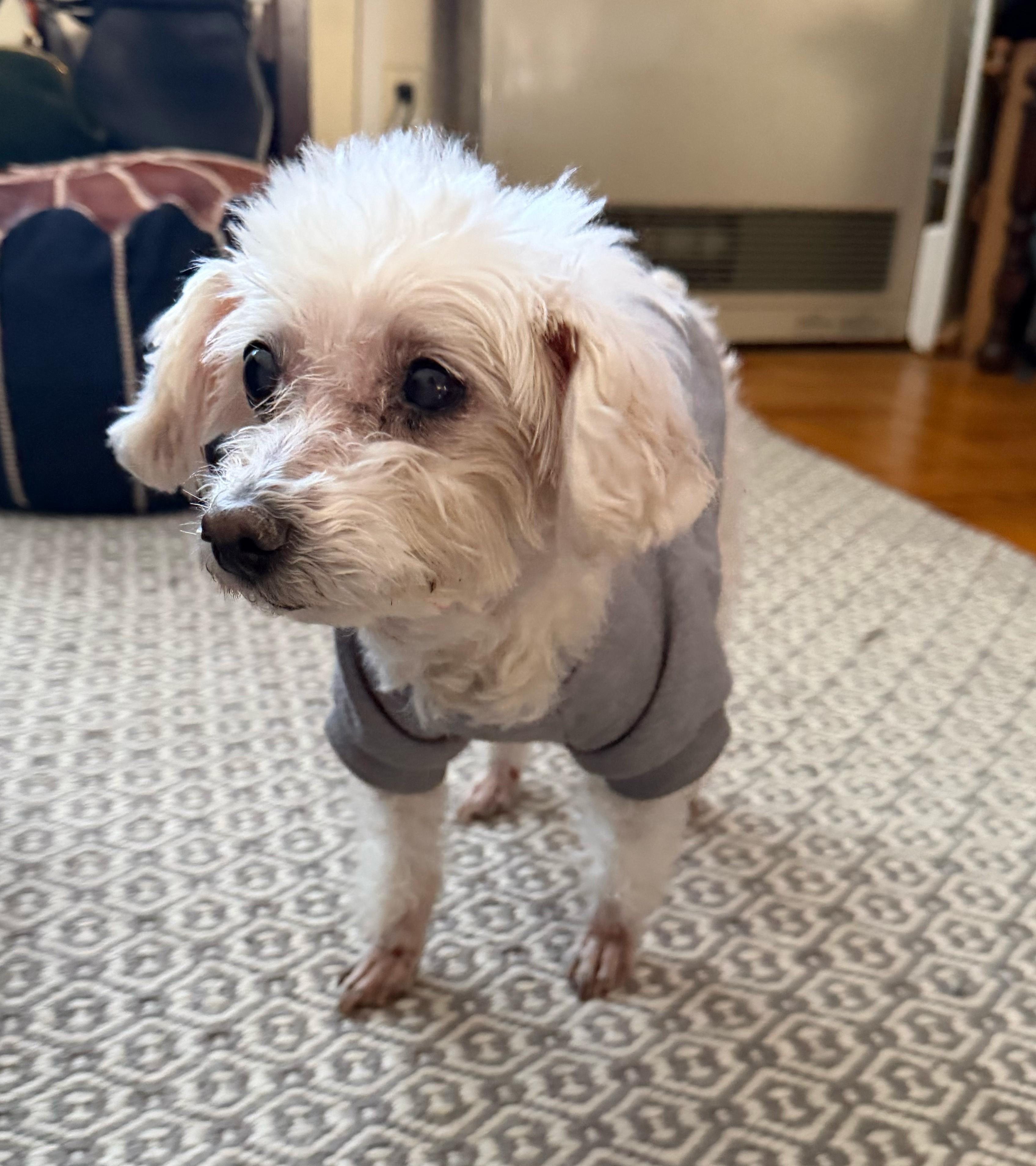 Enlarge Sophie, a ADOPTABLE mixed breed in Closter, NJ image 2/4