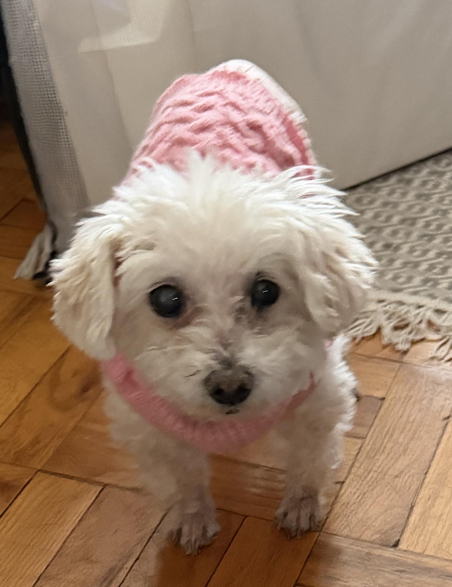 Sophie, ADOPTABLE, Senior Female Maltese & Miniature Poodle.