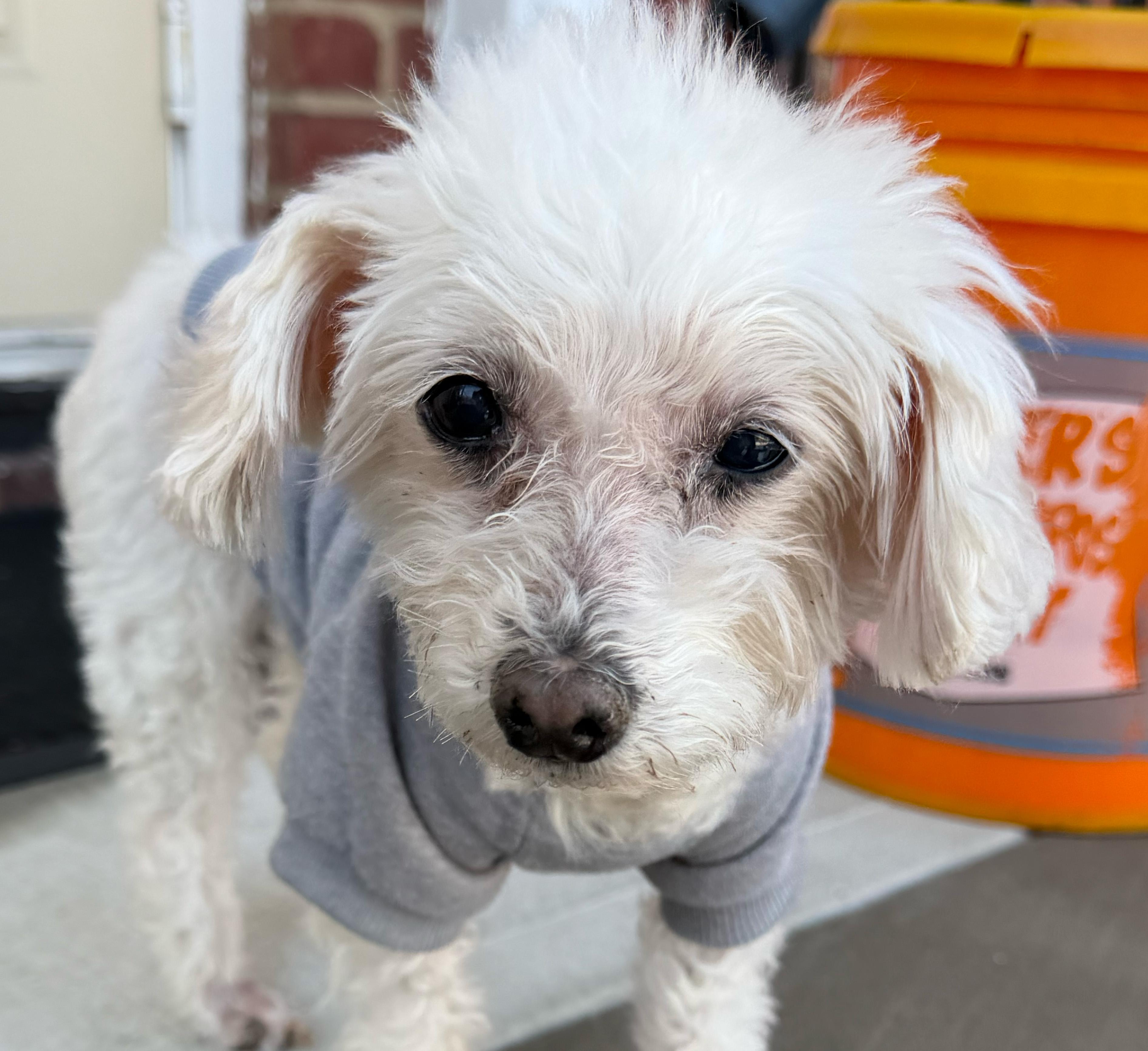 Enlarge Sophie, a ADOPTABLE mixed breed in Closter, NJ image 4/4