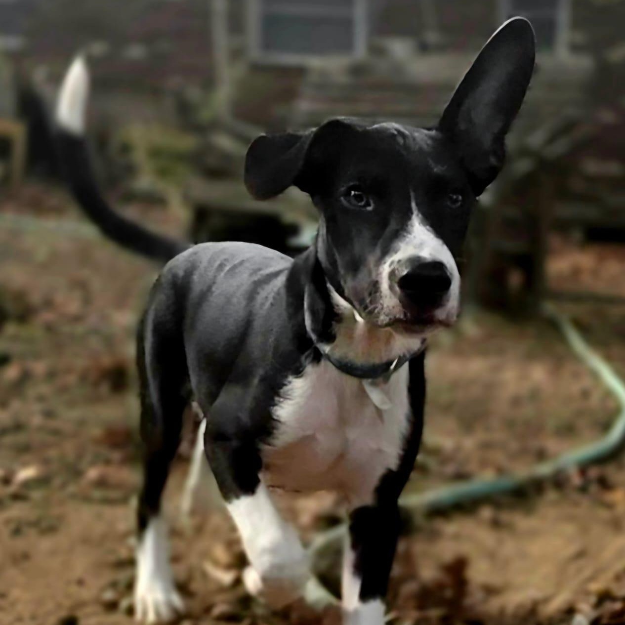 Enlarge Ripley, an adopted mixed breed in Annapolis, MD image 4/5