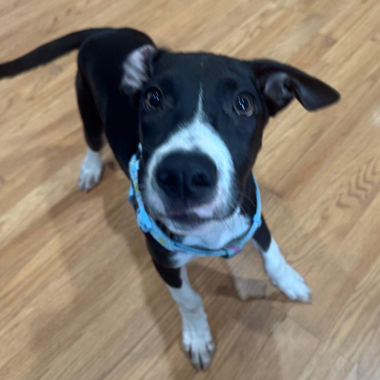 Enlarge Ripley, an adopted mixed breed in Annapolis, MD image 2/5