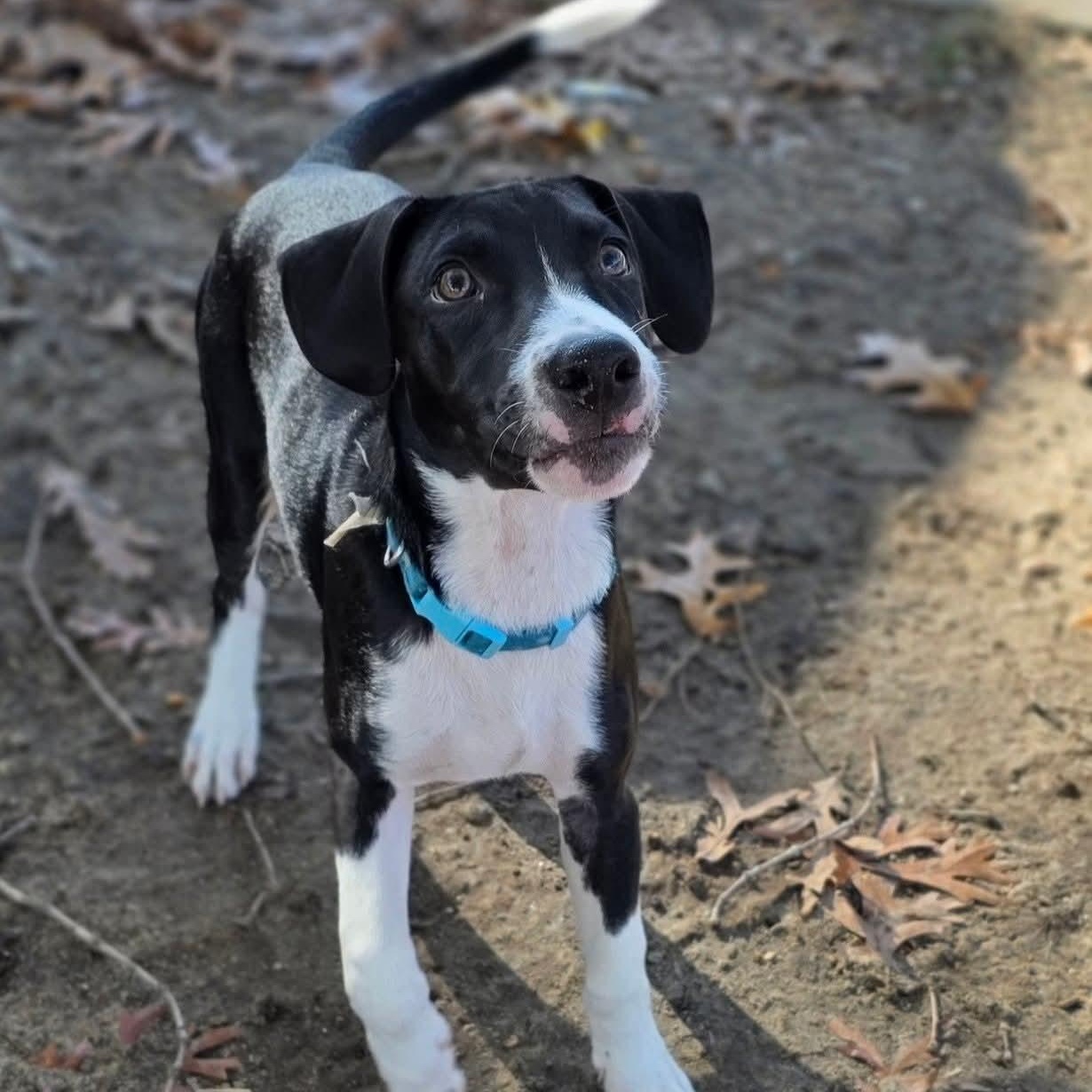 Enlarge Ripley, an adopted mixed breed in Annapolis, MD image 1/5