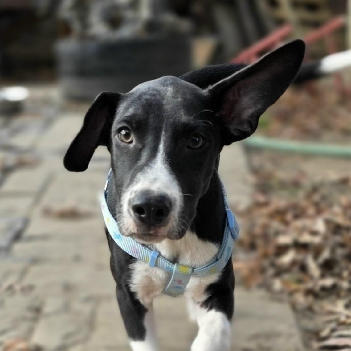 Enlarge Ripley, an adopted mixed breed in Annapolis, MD image 3/5