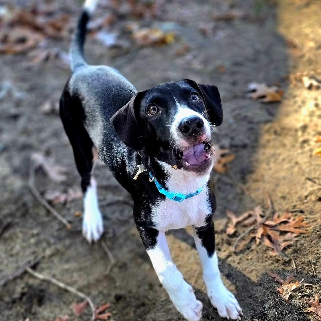 Enlarge Ripley, an adopted mixed breed in Annapolis, MD image 5/5