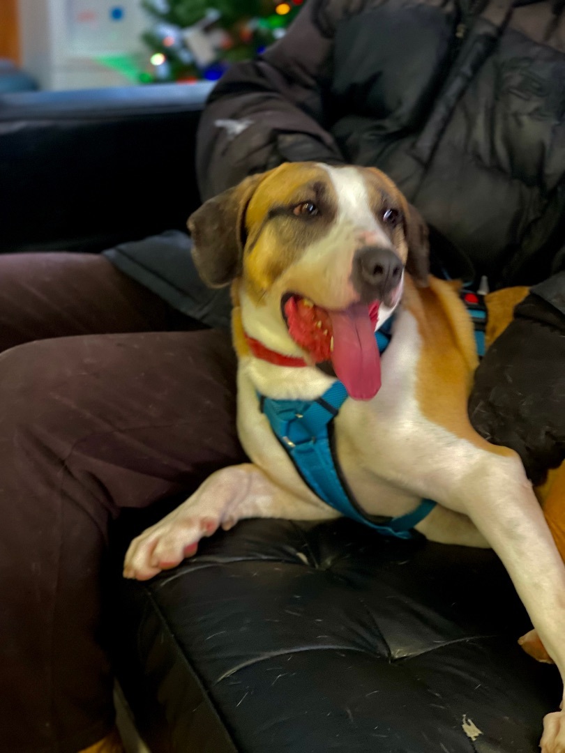 Crockett, Young Male Hound