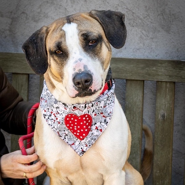 Crockett, a Adoptable mixed breed in Bedford, NY image 1/11