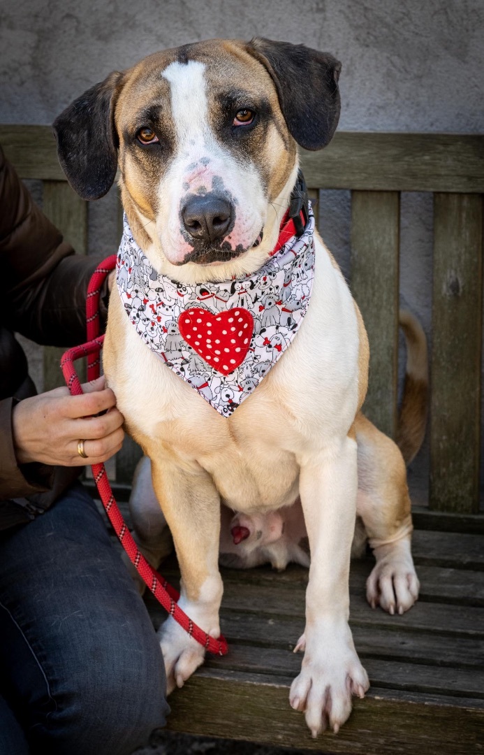 Crockett, a Adoptable mixed breed in Bedford, NY image 2/11