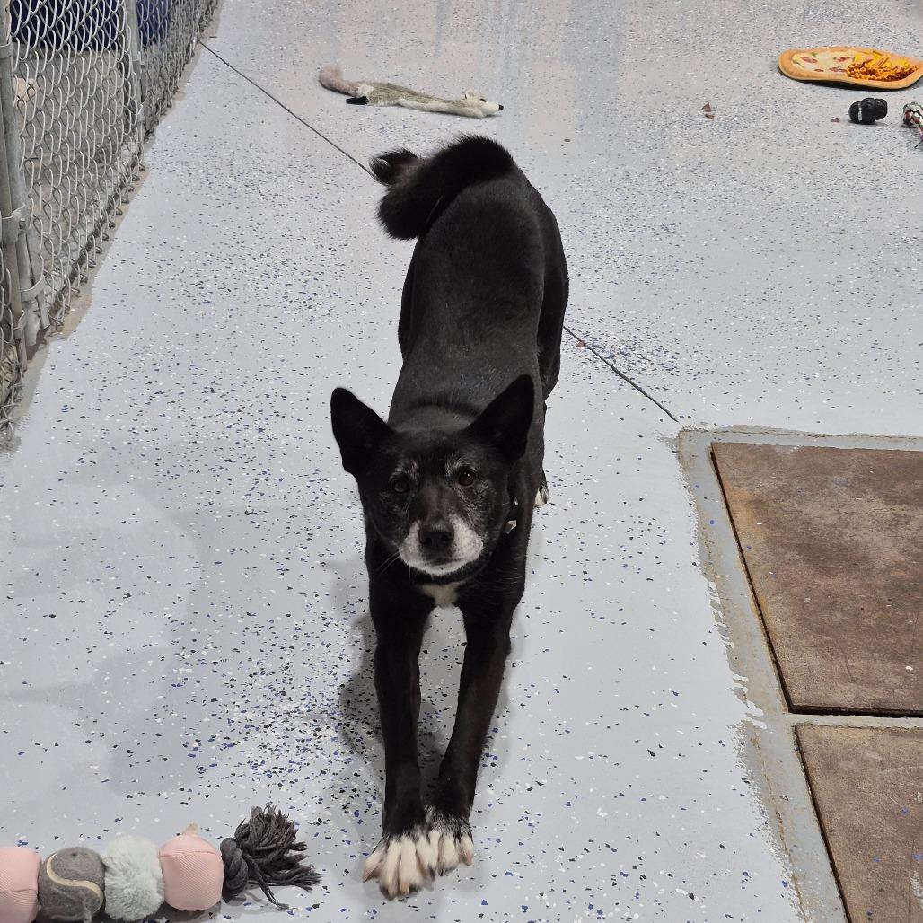 Enlarge Mabel, a Adoptable mixed breed in Drumheller, AB image 1/1