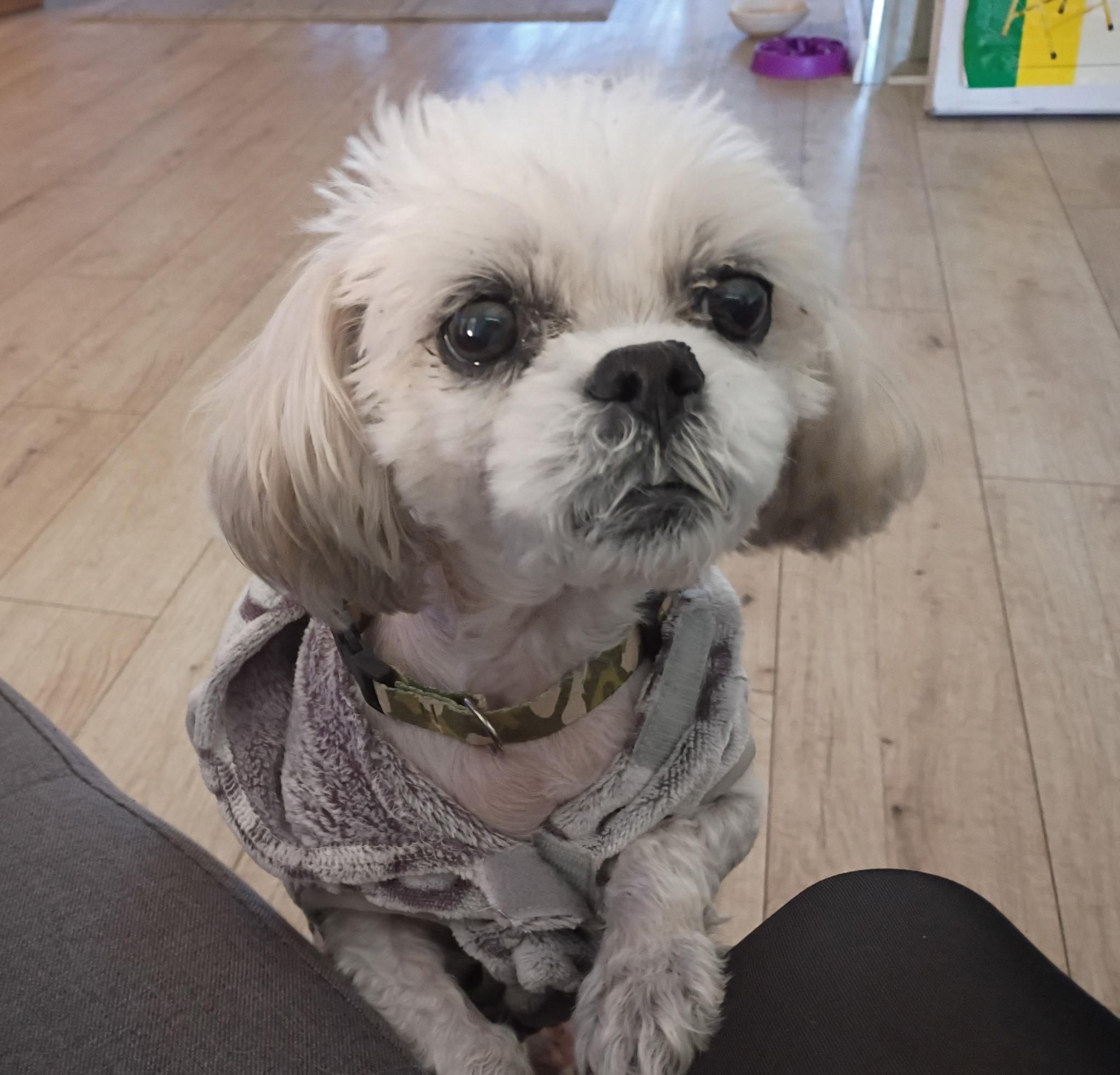 Estrella, a Adoptable Shih Tzu in Plantation, FL image 1/6