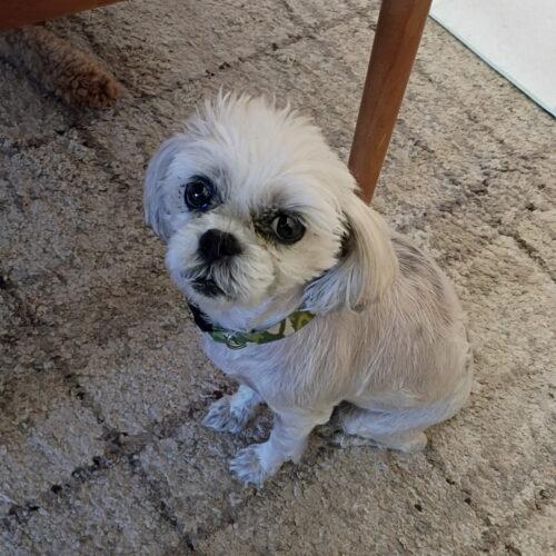 Estrella, a Adoptable Shih Tzu in Plantation, FL image 2/6