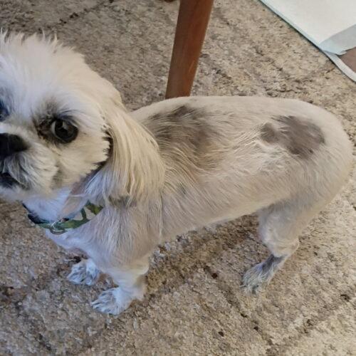 Estrella, a Adoptable Shih Tzu in Plantation, FL image 4/6