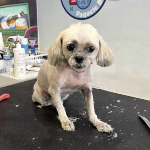 Estrella, a Adoptable Shih Tzu in Plantation, FL image 5/6