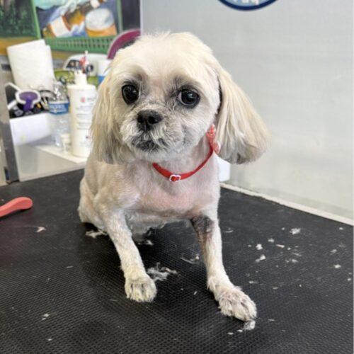 Estrella, a Adoptable Shih Tzu in Plantation, FL image 6/6