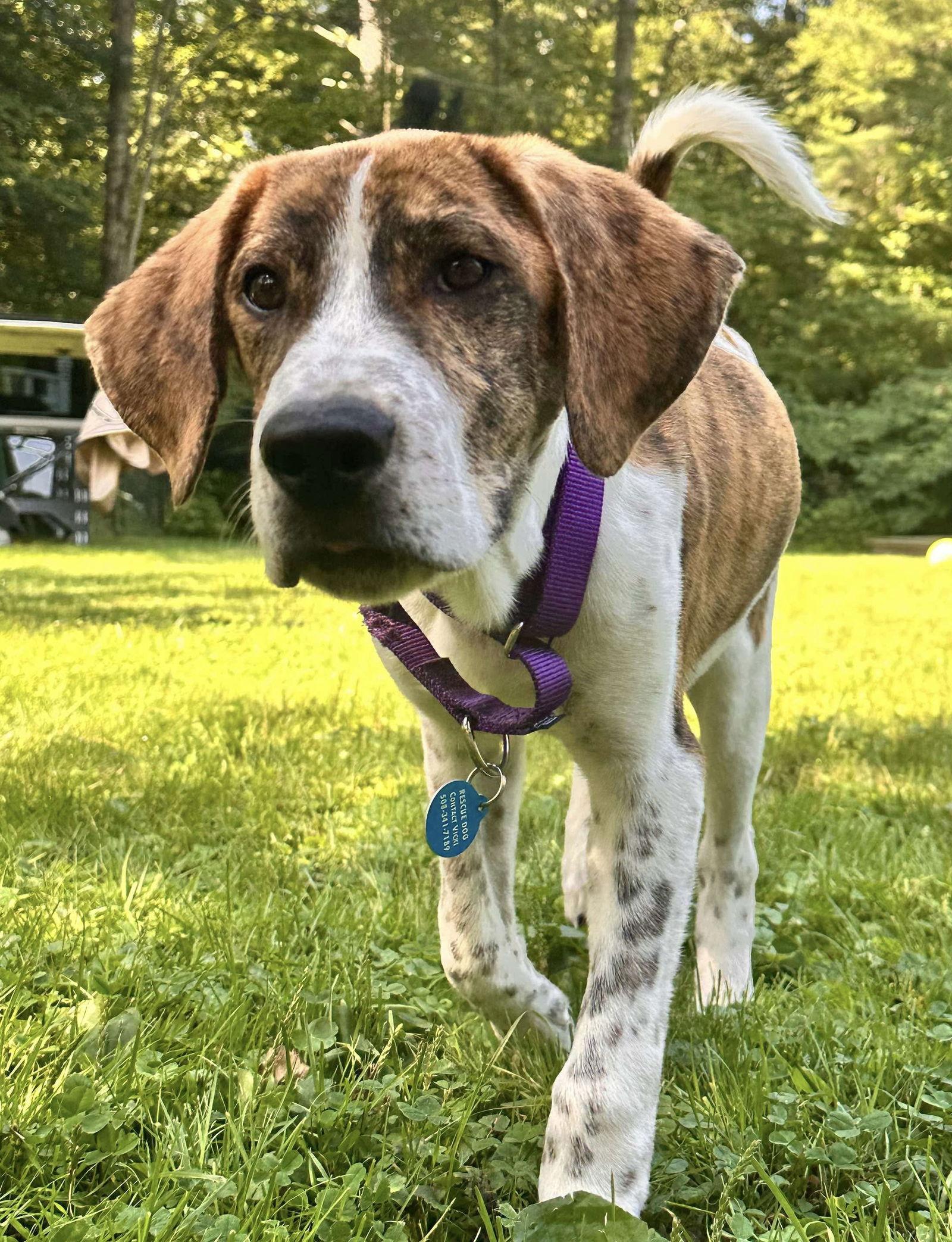 MOROCCAN MELON, Adopted, Young Male Redbone Coonhound & Treeing Walker Coonhound.