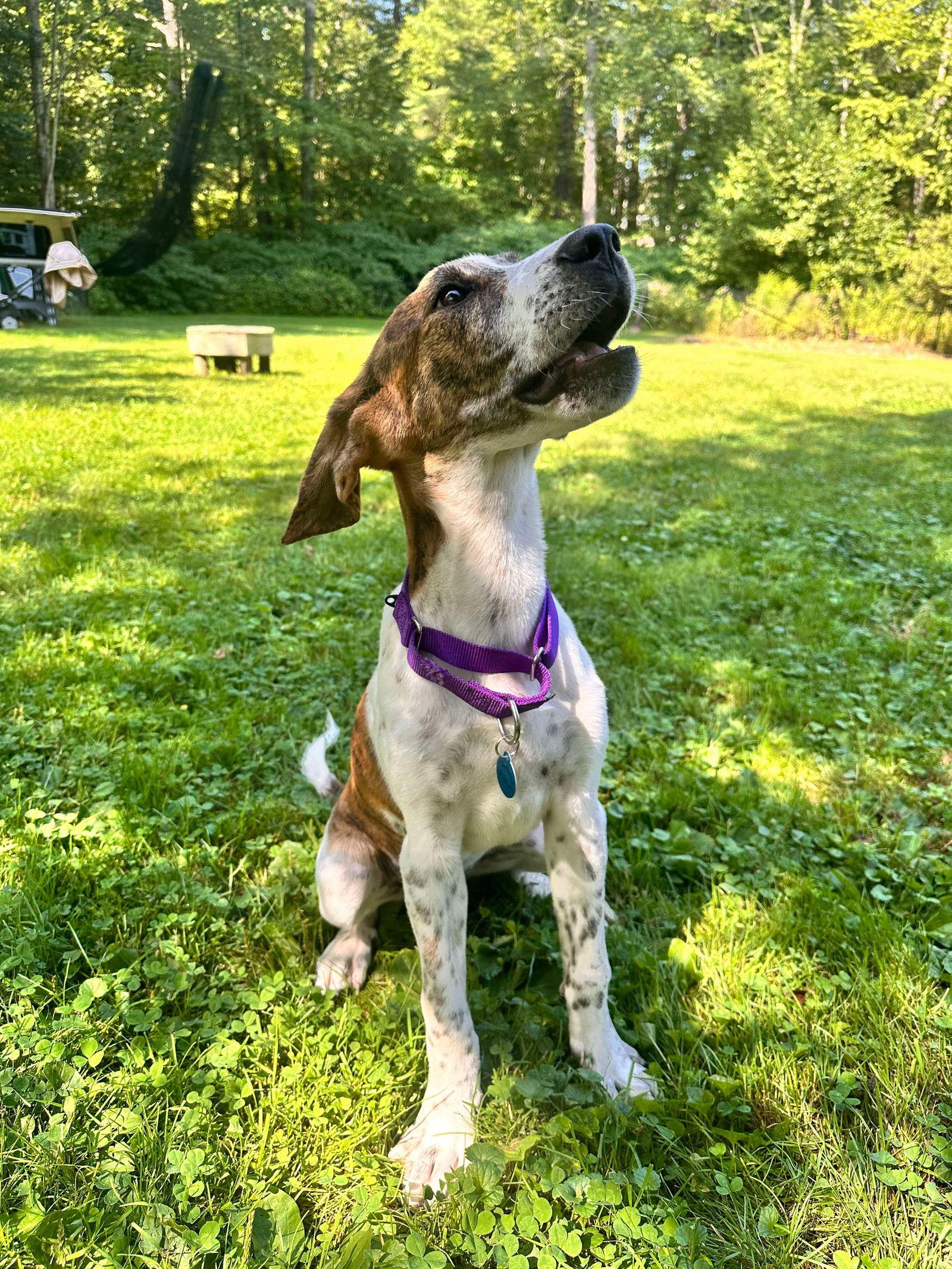Enlarge MOROCCAN MELON, a Adopted mixed breed in Pomfret Center, CT image 2/3
