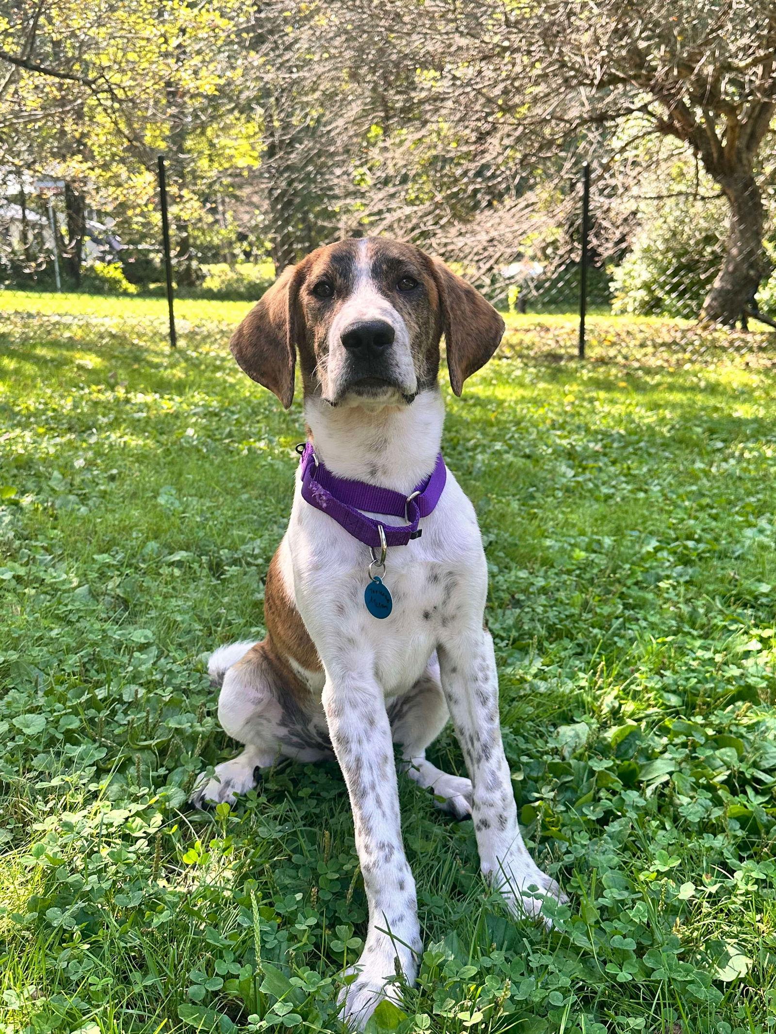 Enlarge MOROCCAN MELON, a Adopted mixed breed in Pomfret Center, CT image 3/3