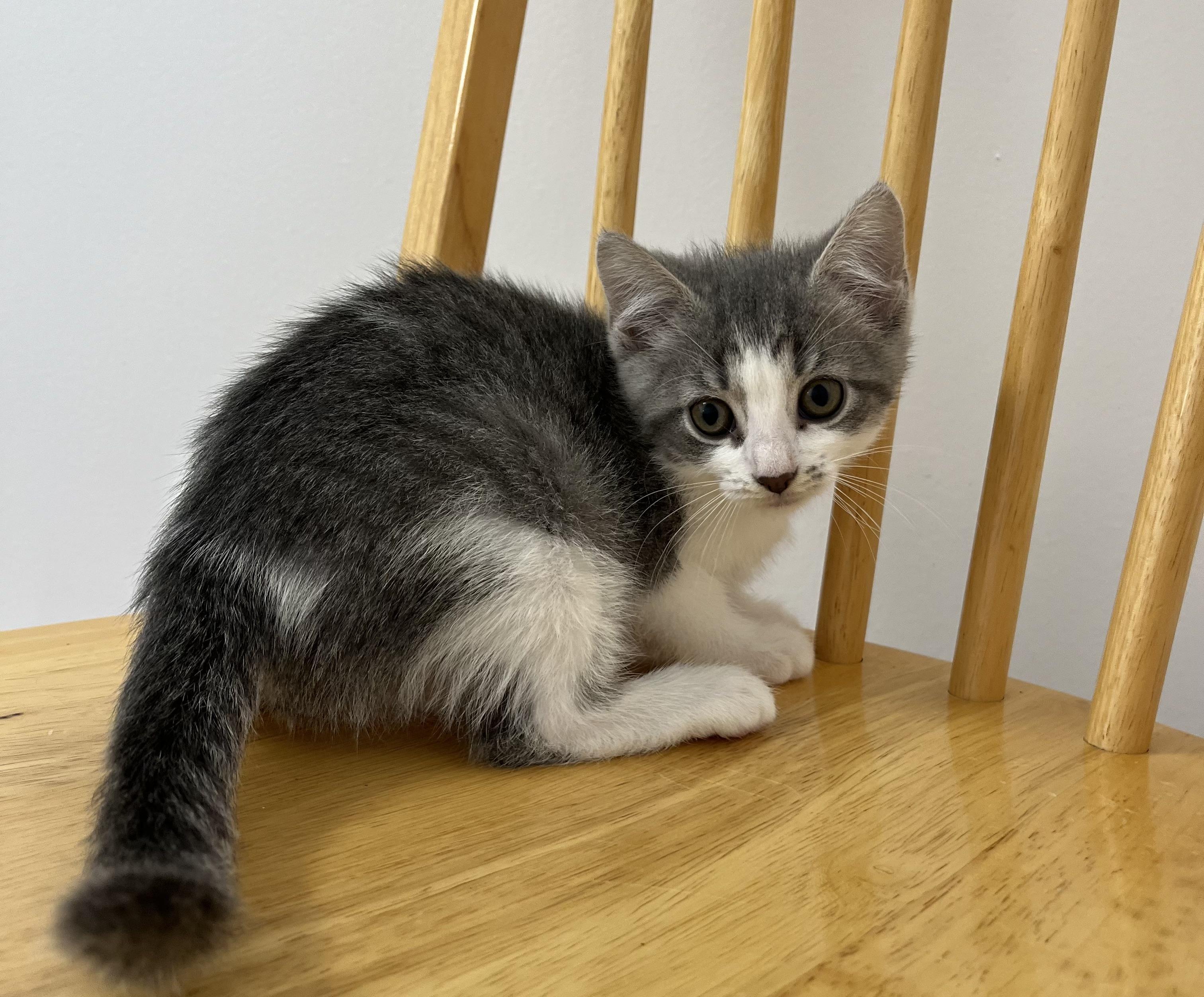 Cleo, Baby Female Domestic Short Hair