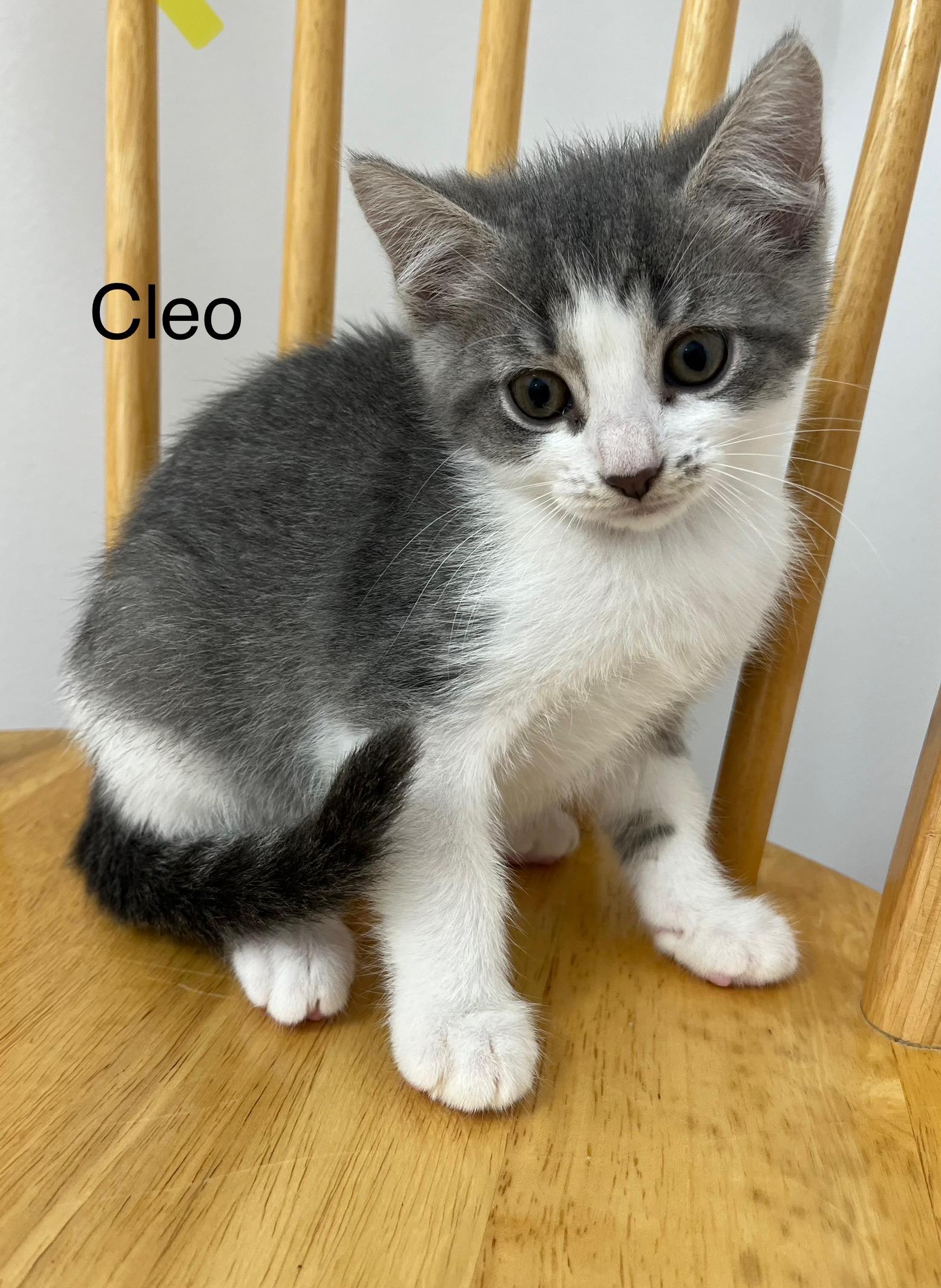Cleo photo 2